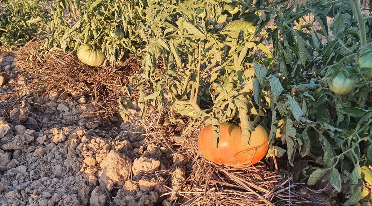 Tomates cultivados en secano en Aras de los Olmos