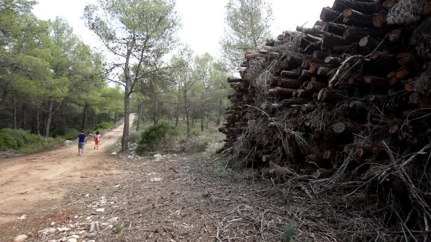 Enguera constata el incumplimiento del proyecto de explotación de la biomasa y pide al Consell que paralice las talas