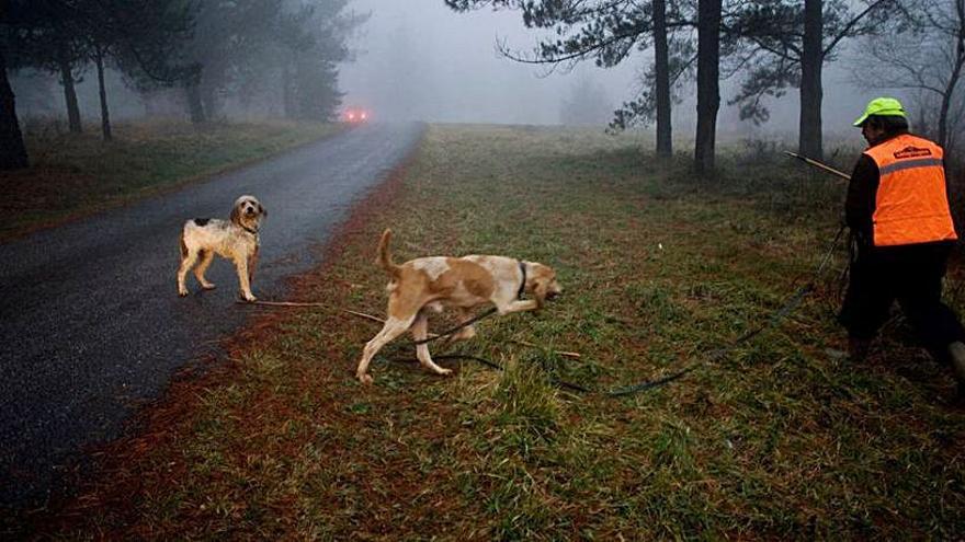 Un cazador, con sus perros, durante una batida. | LNE
