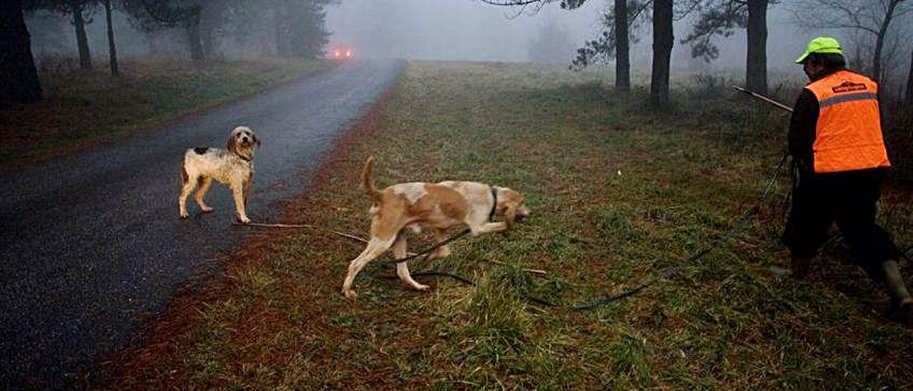 Un cazador, con sus perros, durante una batida. | LNE