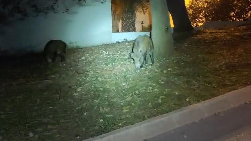 Vídeo de los jabalís en el paraje de la Ermita de Vila-real este mismo martes
