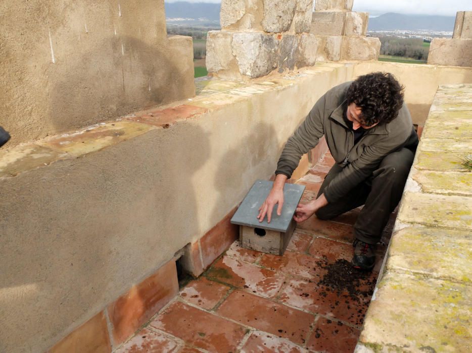 Reintroducció del xoriguer petit a Castelló d''Empú