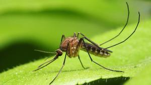 Un ejemplar de mosquito tigre.