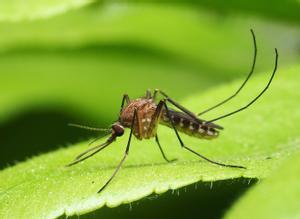 Com combatre el mosquit tigre i prevenir el contagi de malalties