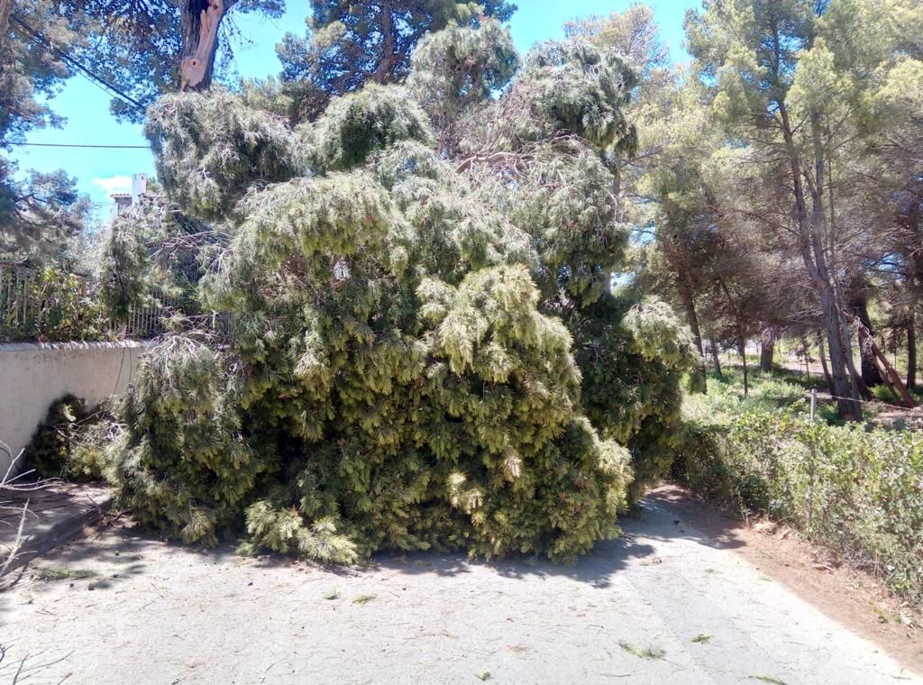 Una rama de un árbol cae sobre un coche en Ibiza