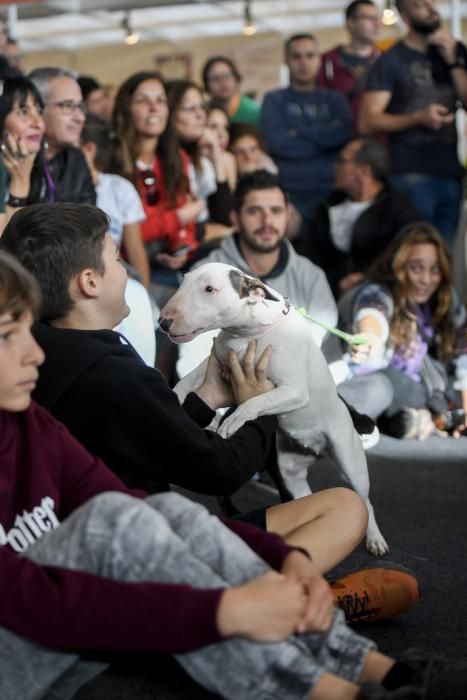 LAS PALMAS DE GRAN CANARIA  26-01-2019  LAS PALMAS DE GRAN CANARIA. Animundo. Feria de Mascotas de Gran Canaria. Animundo. en INFECAR.  FOTOS: JUAN CASTRO