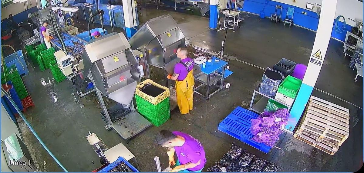 La depuradora Mariscos Sálvora trabajando mejillón.