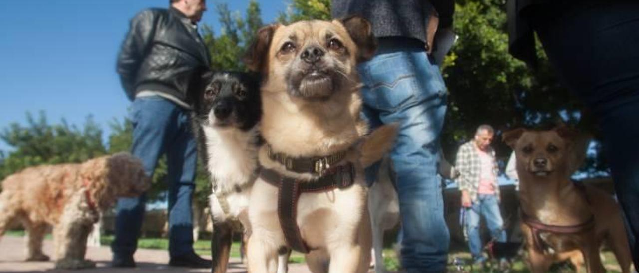 Varias mascotas de propietarios concienciados con mantener una ciudad limpia y a la vez respetuosa con los animales.