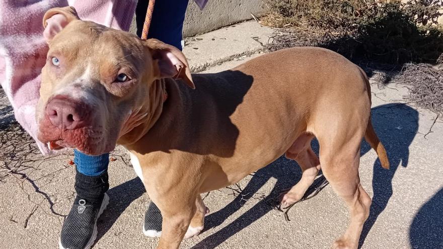 Encuentran un perro con síntomas de maltrato en Ontinyent