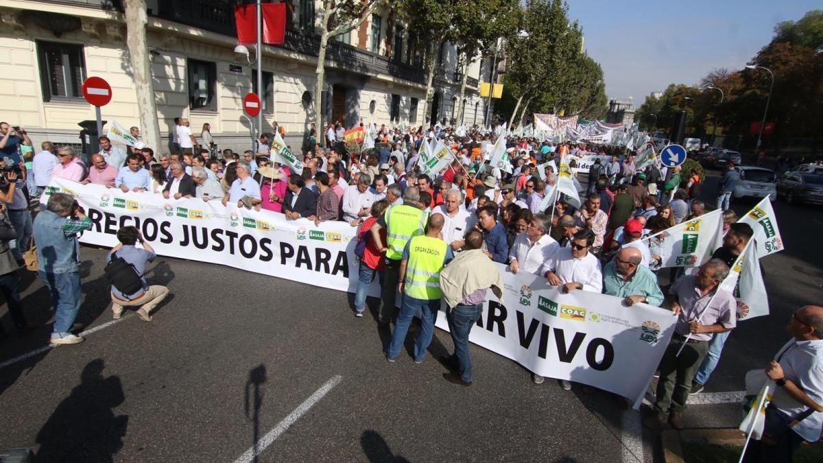 El olivar español clama contra su desaparición y el despoblamiento rural