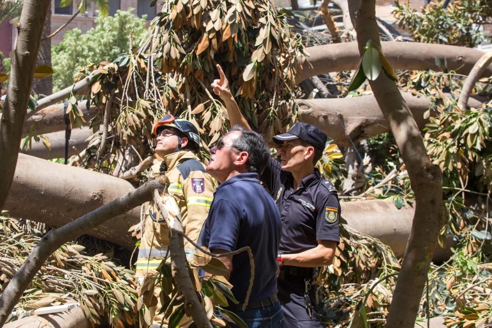 Cae parte del ficus de Santo Domingo en Murcia