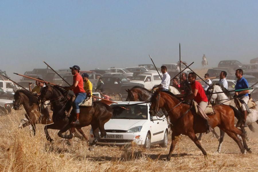 Encierro campero en Moraleja del Vino