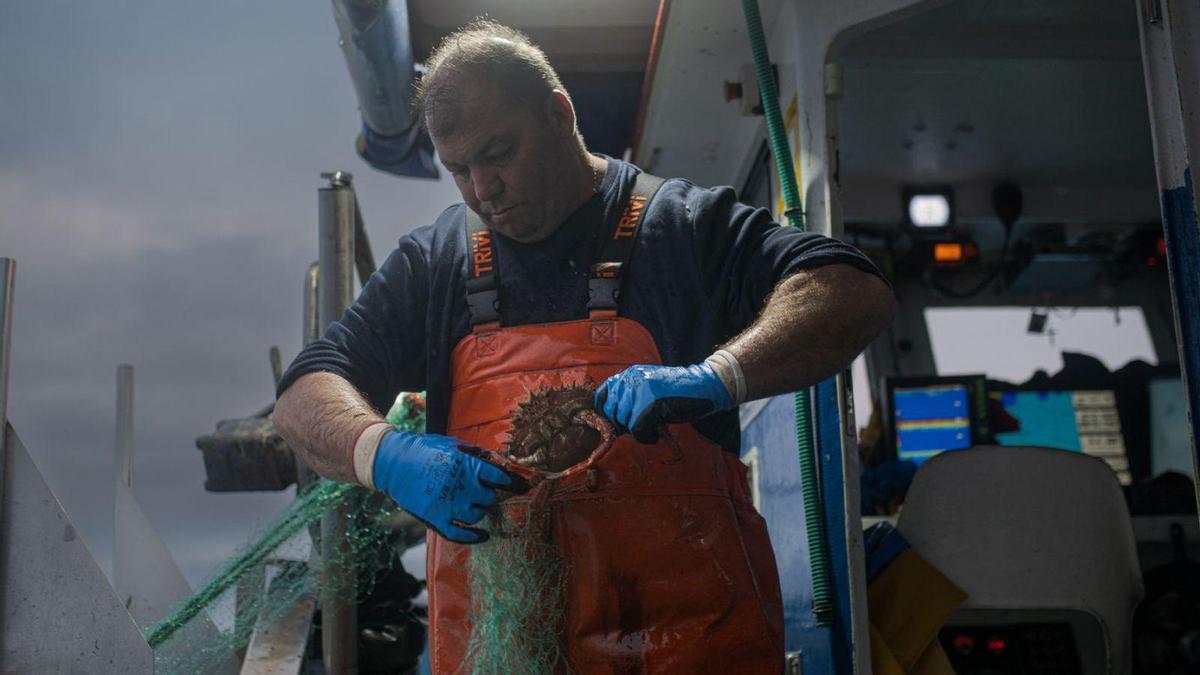Un pescador sujeta un ejemplar de centolla mientras lo extrae de la red.