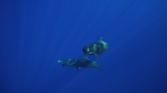 Ballenas en Tenerife
