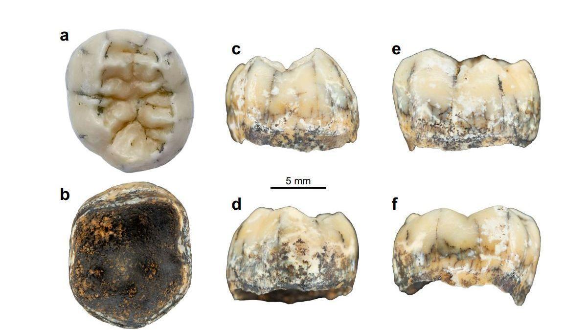 Imatge de l&#039;estudi del queixal