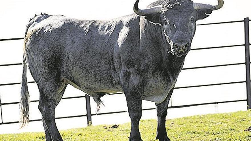 «Es una corrida de categoría»