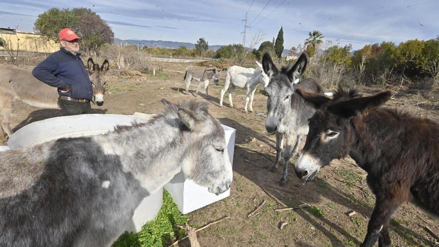 La Conselleria insiste en que el ganadero &quot;ha sido siempre el responsable de los burros&quot;