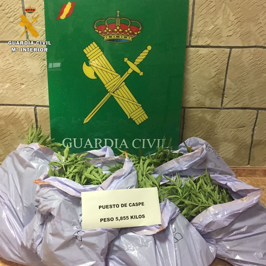 Un detenido por cultivar 66 plantas de marihuana en Caspe