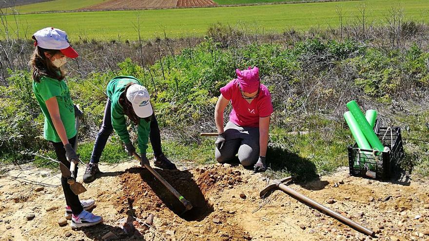 Un bosque surgido de las cenizas en Benavente