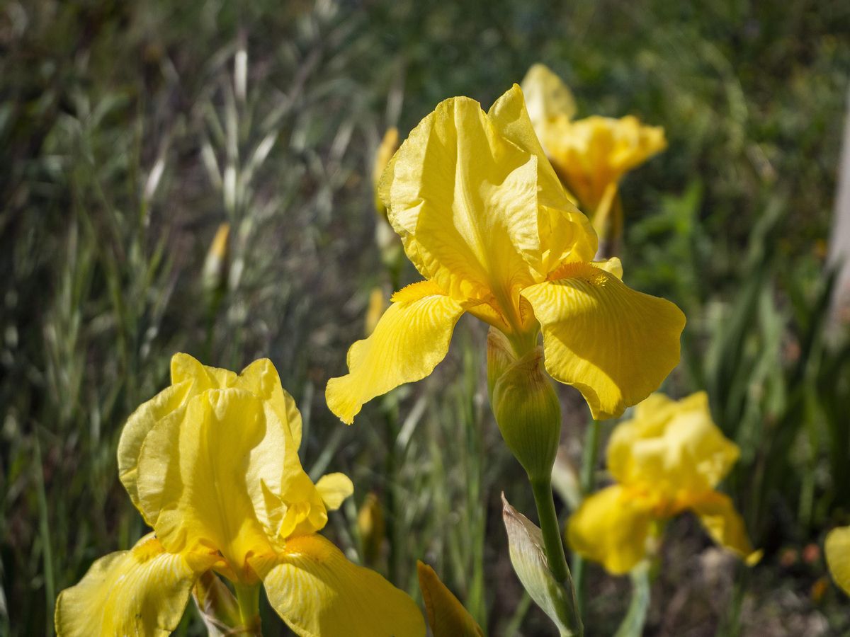 Lirio Amarillo, símbolo del Tajo-Tejo Internacional.