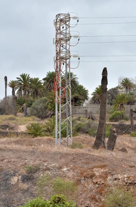 PALMERAL ENFERMO EN EL LAZO Y EL FONDILLO