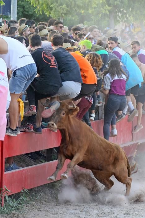 Les vaquetes de Santpedor en imatges