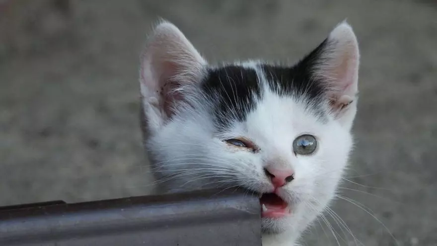 Mi gato es una monada que muerde