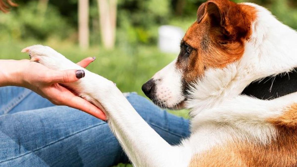 Com tallar les ungles a la teva mascota de forma professional