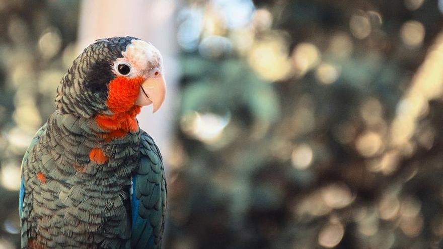 Desde 2019, las cotorras no pueden tenerse como mascotas.