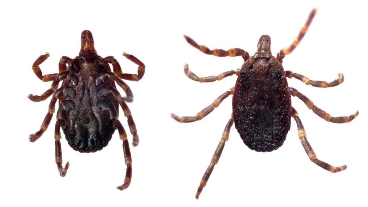 Garrapata Hyalomma, transmisora del virus de Crimea Congo.