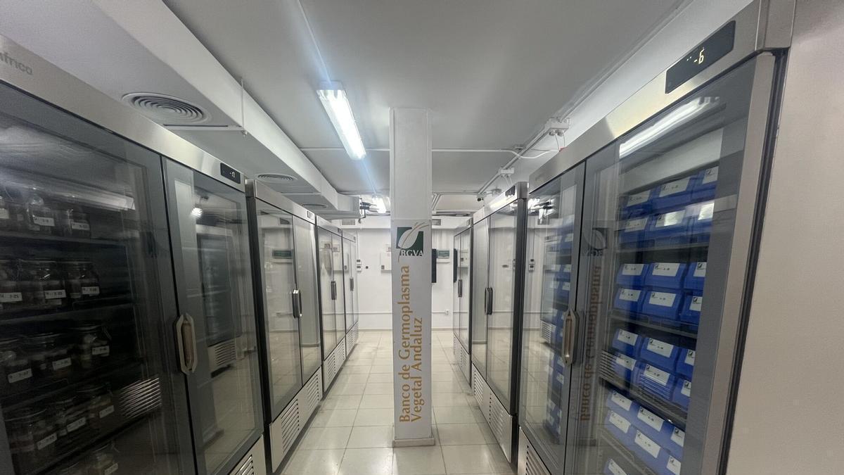 El Banco de Germoplasma Vegetal Andaluz: El Arca de Noé que custodia en Córdoba el futuro de la flora silvestre