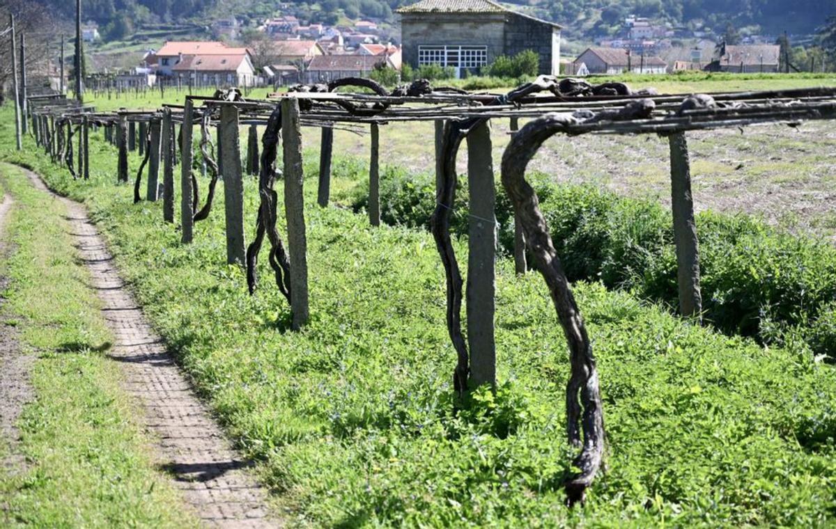 Conservación de uva de Galicia en la Misión Biológica. |   // RAFA VÁZQUEZ