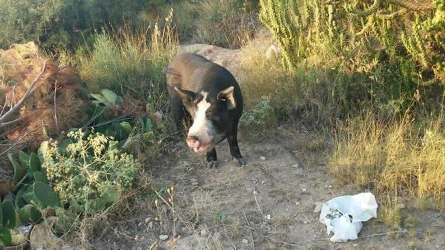 Una imagen del cerdo abandonado.