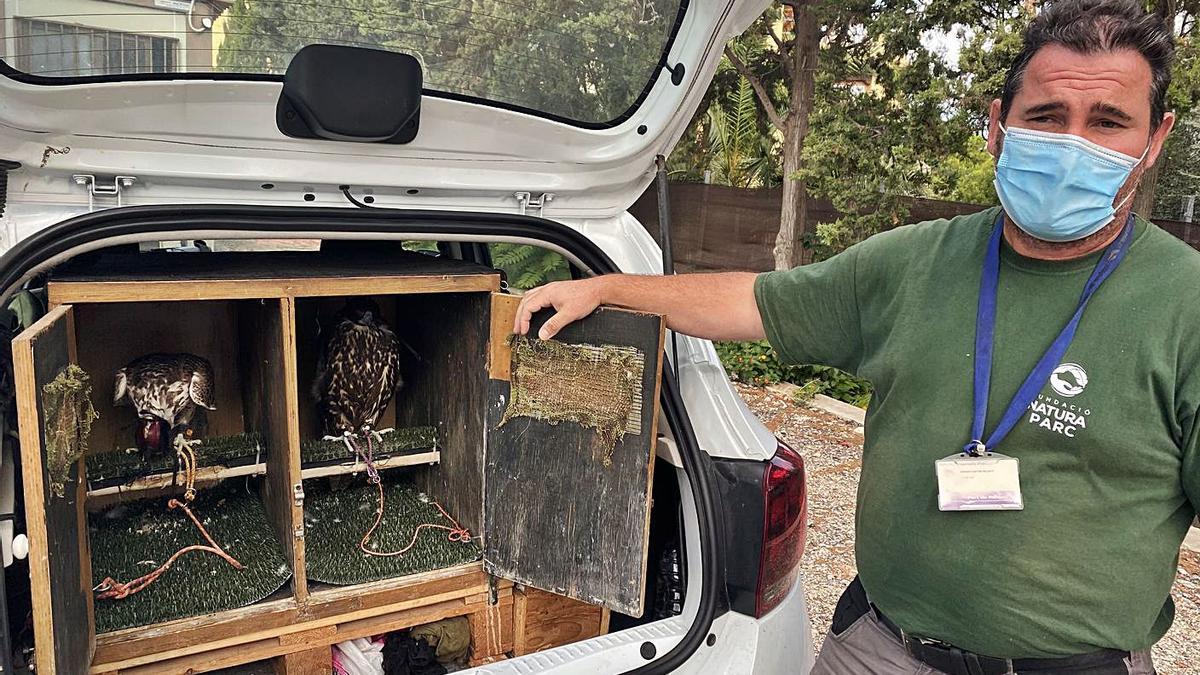 Dos aves de presa de los 18 ejemplares que se turnan para sobrevolar el puerto de Palma.