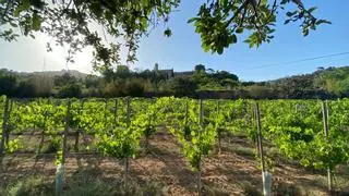 Vendimia en Badalona: un proyecto cooperativo recupera la viña a los pies de Sant Jeroni de la Murtra