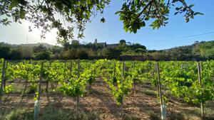 Verema a Badalona: un projecte cooperatiu recupera la vinya als peus de Sant Jeroni de la Murtra