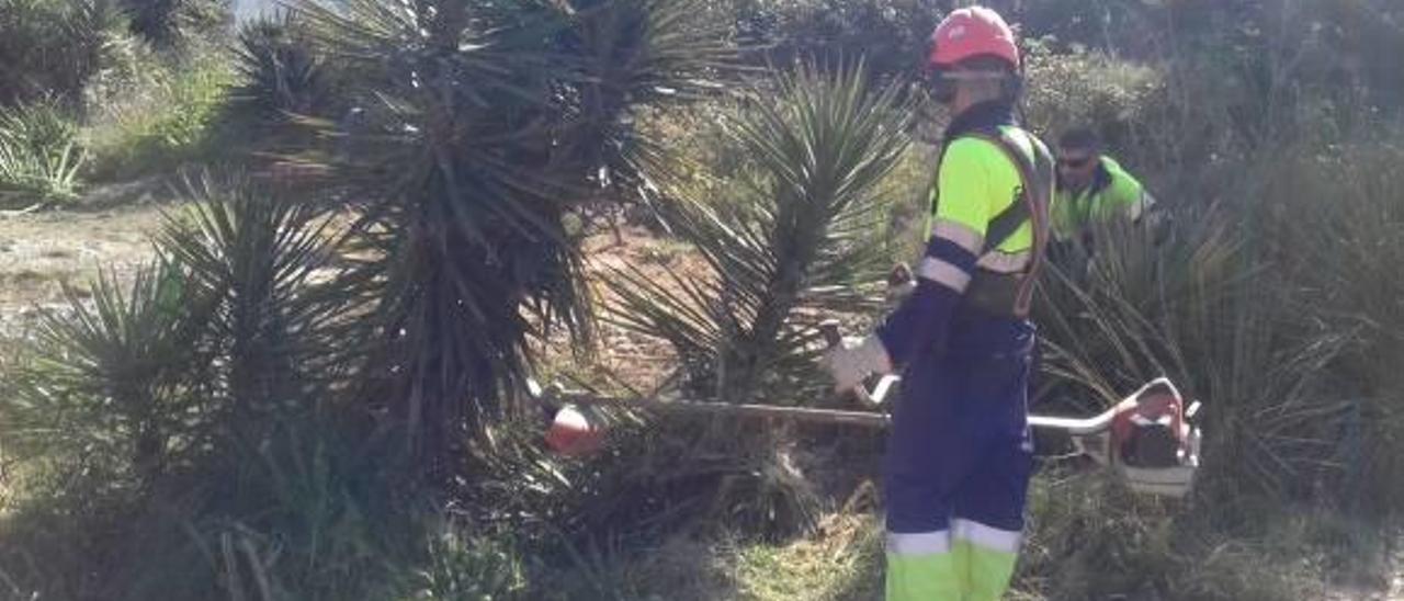 El Consorcio del Riu Millars  retira flora exótica en la zona de la desembocadura