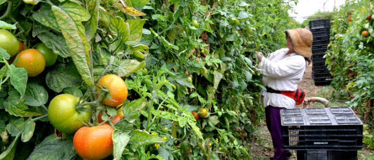 Reforma del Posei para salvar a las pocas empresas tomateras que resisten