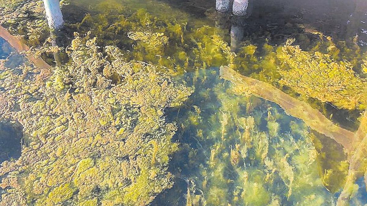 Restos de ova, el alga que prolifera en el Mar Menor, flotando en el agua.