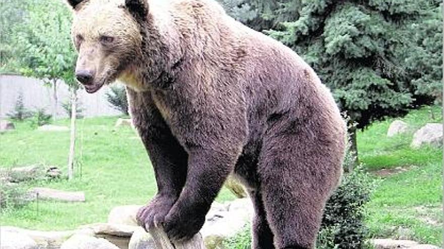Un dels óssos que a partir del 28 de març es podran veure en llibertat a Molló Parc.