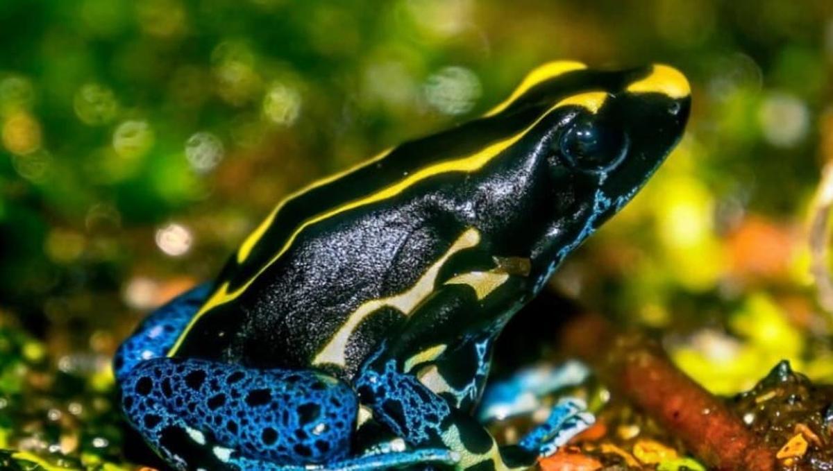 Una de las ranas dardo.
