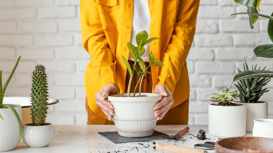 Los trucos para cuidar el jardín y las plantas con vinagre: un remedio ecológico