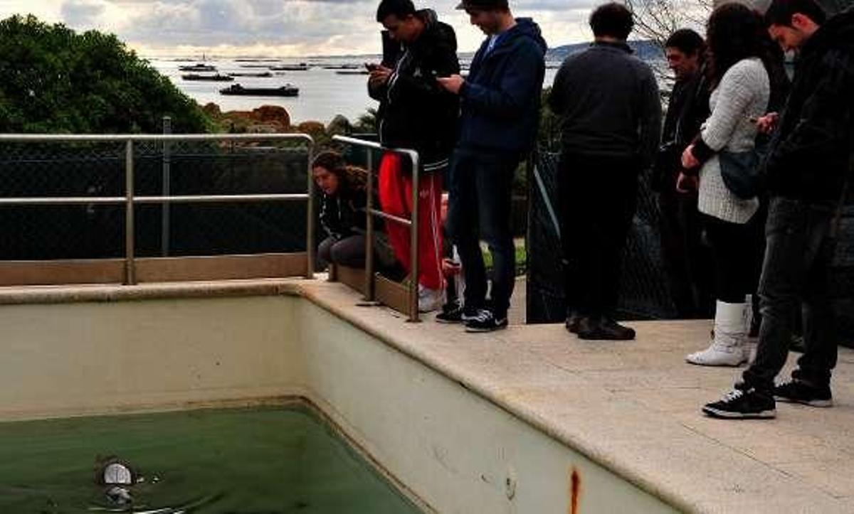 La foca gris Orzán, curada en A Illa, sale desde Vigo para ser liberada en Irlanda