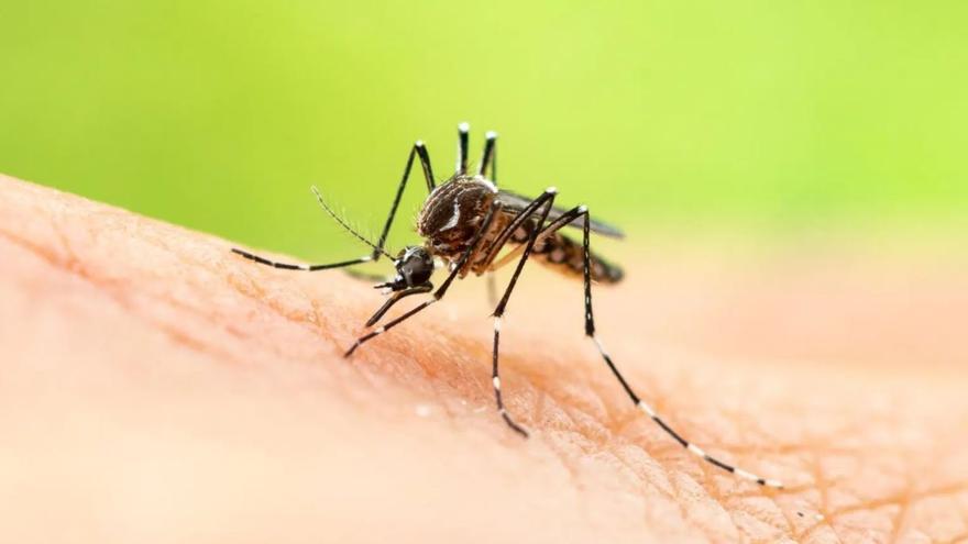 Los mosquitos son los animales que más personas matan