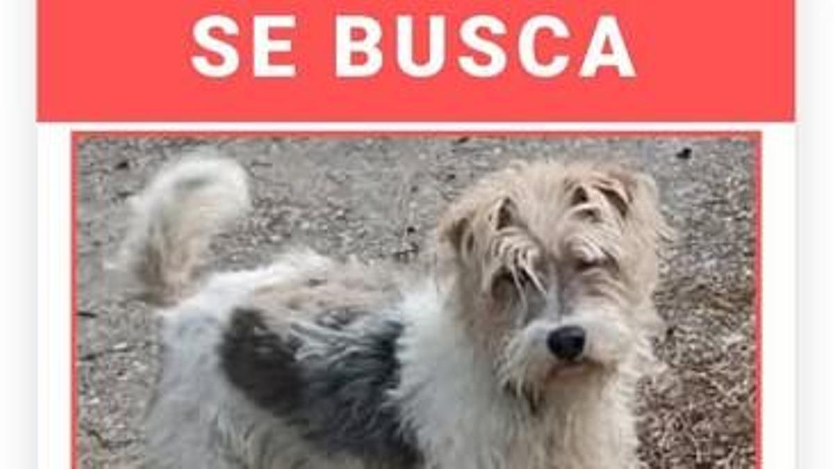 Buscan a Turco, el perro desaparecido
