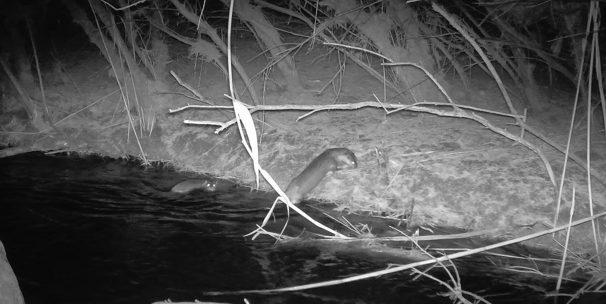 La pareja de nutrias avistada en Aspe.