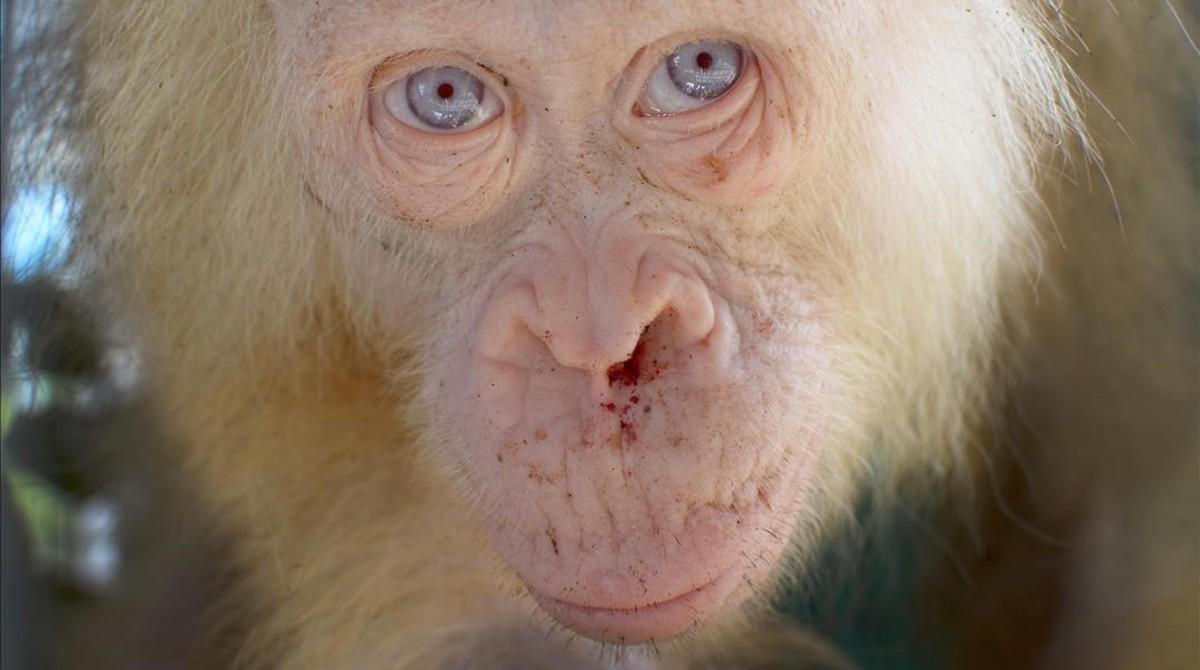 Descubierto en Indonesia un orangután albino muy extraño en su especie