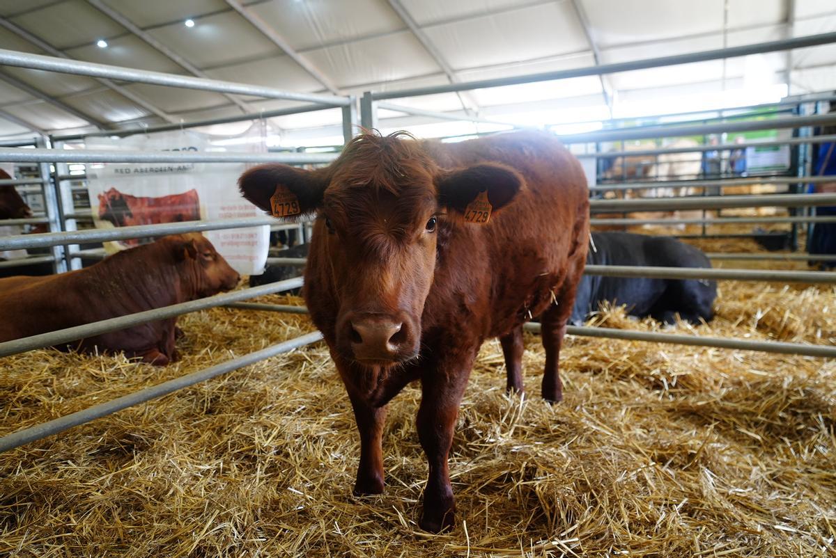 Algunos de los ejemplares que pueden verse en la feria agroganadera.