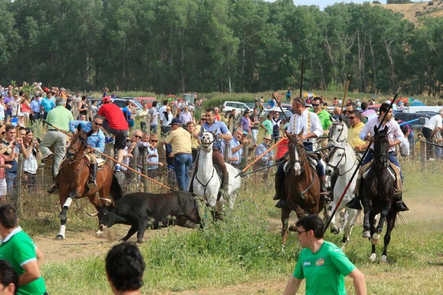 Toros bravos en Vadillo de la Guareña