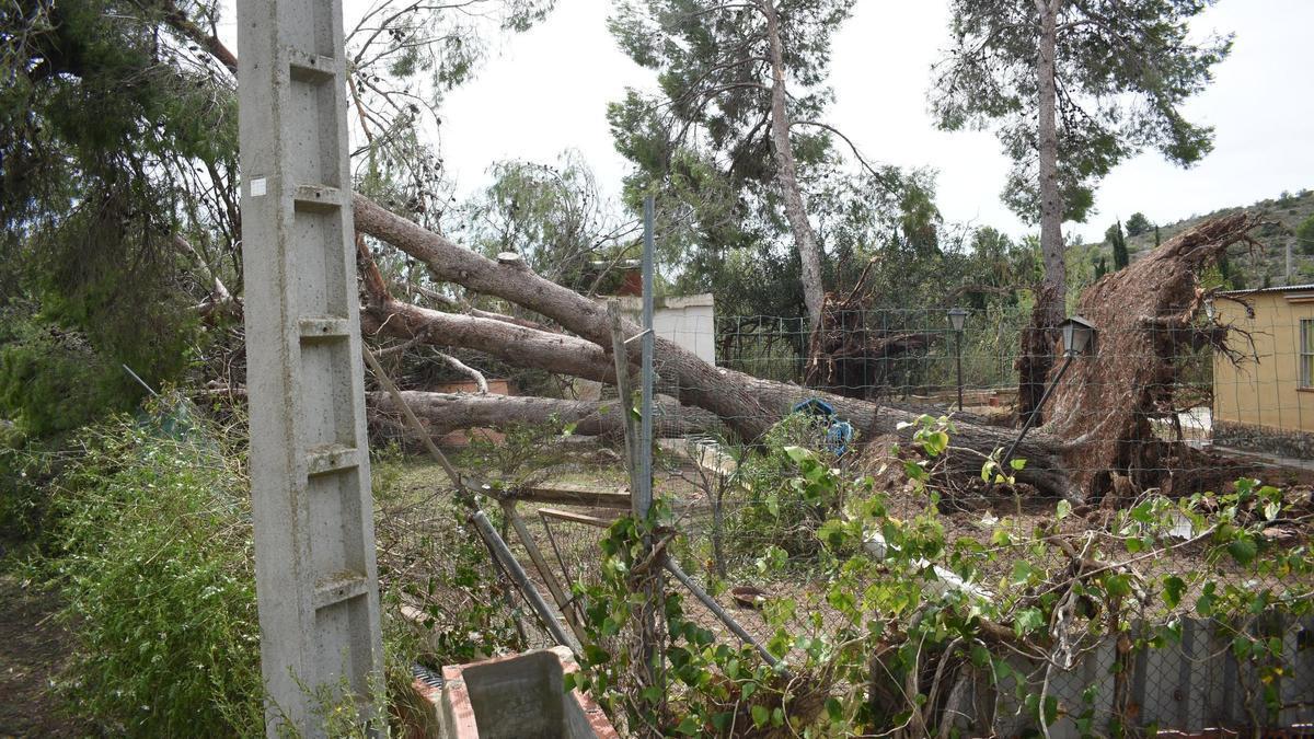 Un árbol caído en la Pobla de Vallbona tras las últimas lluvias.